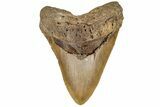 Serrated, Fossil Megalodon Tooth - Massive Meg Tooth! #199686-1